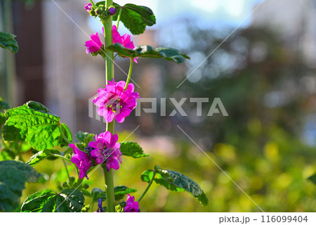 紫色の花を咲かすマロウ 116099404