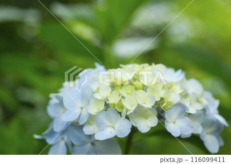 奈良県矢田寺のあじさい 116099411