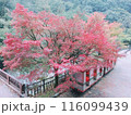 紅葉 116099439