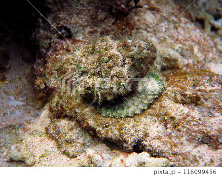 海底のオニダルマオコゼ 116099456