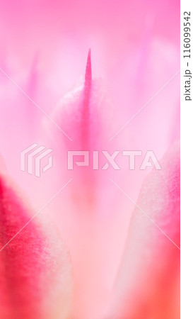Macro Close-up of Coryphantha Elephantidens Cactus Pink Flower for Backgrounds, Copy Space, and Graphic Design 116099542