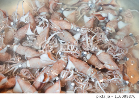 ホタルイカ 116099876