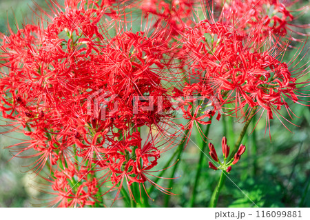 彼岸花のクローズアップ 116099881