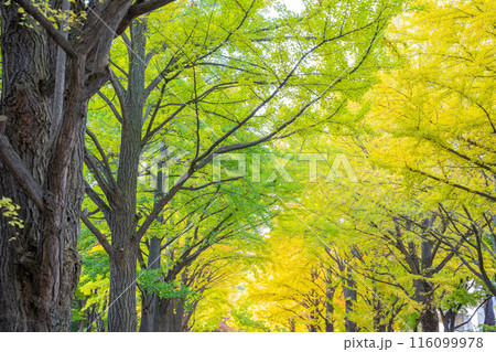 黄色に紅葉し始めた銀杏並木 黄色に紅葉し始めた銀杏並木 116099978