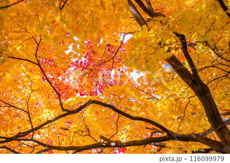 紅葉したもみじの葉 116099979