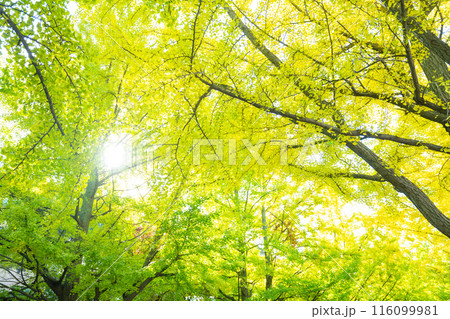緑から黄色に紅葉しはじめた銀杏の葉 116099981