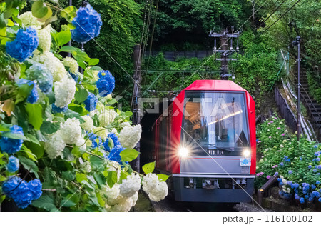 箱根登山鉄道と紫陽花 116100102