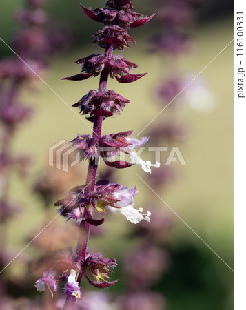 メボウキ・シナモンの赤紫の花 116100331