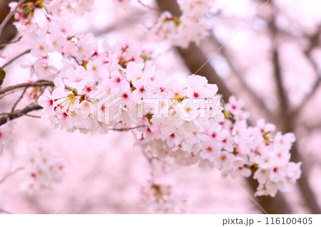 さくら（大阪府交野市） 116100405