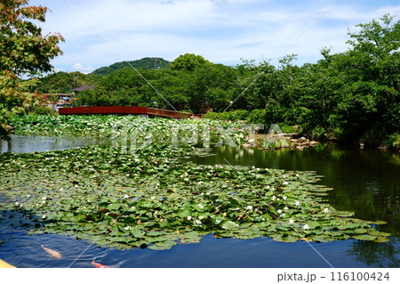 東行庵の睡蓮 116100424