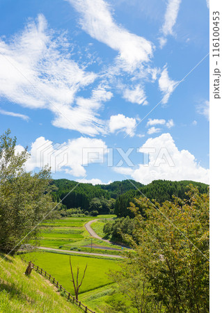 実りの田んぼと青空（大分県竹田市） 116100453