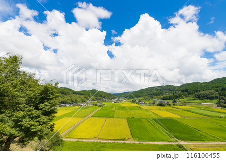 実りの田んぼと青空(大分県竹田市) 実りの田んぼと青空(大分県竹田市) 116100455