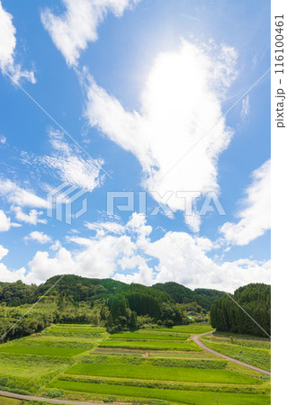 実りの田んぼと青空（大分県竹田市） 116100461