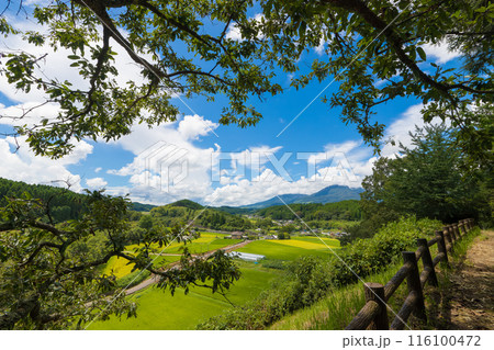 実りの田んぼと青空（大分県竹田市） 116100472