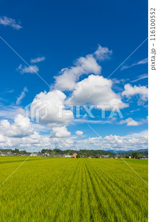 実りの田んぼと青空(大分県豊後大野市) 実りの田んぼと青空(大分県豊後大野市) 116100552