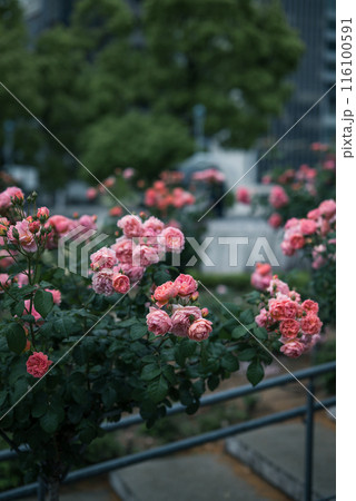 バラ 大阪 中之島公園 中之島バラ園 花の写真 曇りの日のバラ バラ 大阪 中之島公園 中之島バラ園 花の写真 曇りの日のバラ 116100591