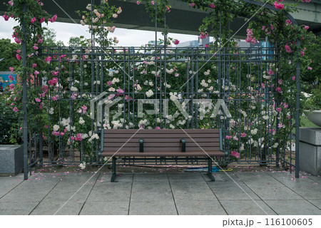 バラ　大阪　中之島公園　中之島バラ園　花の写真　曇りの日のバラ 116100605