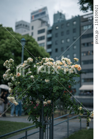 バラ　大阪　中之島公園　中之島バラ園　花の写真　曇りの日のバラ 116100621