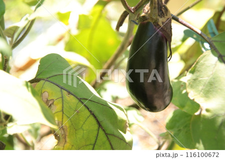 夏野菜 ナス 夏野菜 ナス 116100672
