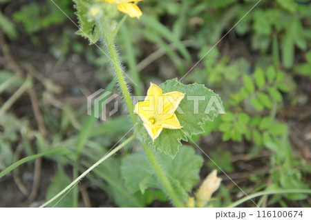 メロンの花 116100674