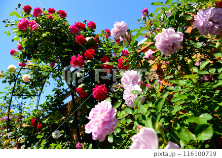 青空とバラアーチ　真っ赤なバラなど色とりどり　鮮やかなフラワーガーデン 116100719