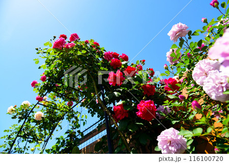 青空とバラアーチ　真っ赤なバラなど色とりどり　鮮やかなフラワーガーデン 116100720