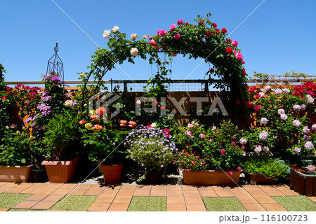 青空とバラアーチ　真っ赤なバラなど色とりどり　鮮やかなフラワーガーデン 116100723