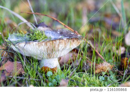 Mushroom growing in grass, covered with moss, surrounded by natural landscape 116100868