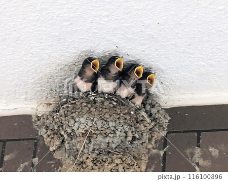 巣立ち間近の大きな雛たちが餌をもらえるのを待っています 116100896