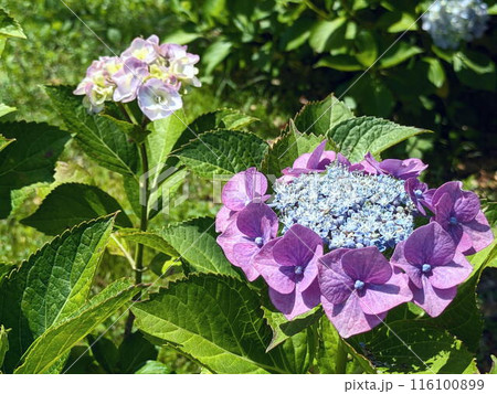 美しく咲く額紫陽花 116100899