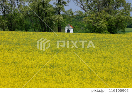 中欧のチェコ共和国　南モラヴィア州キヨフ近くの菜の花畑に小さなチャペルが建つモラヴィア大草原の景色 116100905