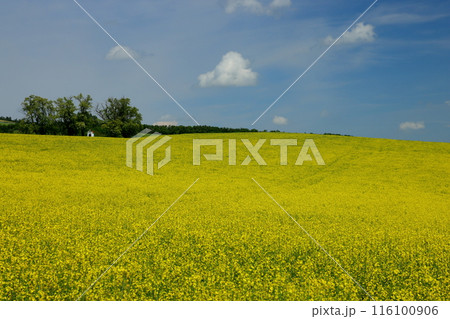 中欧のチェコ共和国　南モラヴィア州キヨフ近くの菜の花畑に小さなチャペルが建つモラヴィア大草原の景色 116100906
