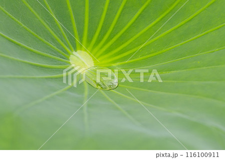 蓮の葉に水玉 116100911