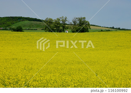 中欧のチェコ共和国　南モラヴィア州キヨフ近くの菜の花畑に小さなチャペルが建つモラヴィア大草原の景色 116100992
