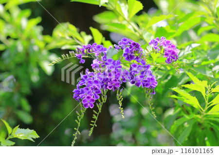 紫色のデュランタ(or ハリマツリ)の花 紫色のデュランタ(or ハリマツリ)の花 116101165