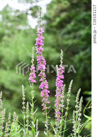 エゾミソハギ エゾミソハギ 116101217