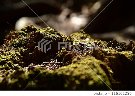 朽木の苔、登山道の景色〜明神ヶ岳登山〜の写真素材 [116101256] - PIXTA 