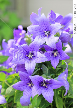 紫色の桔梗（キキョウ）　花とつぼみ 116101264