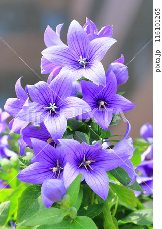 紫色の桔梗（キキョウ）　花とつぼみ 116101265