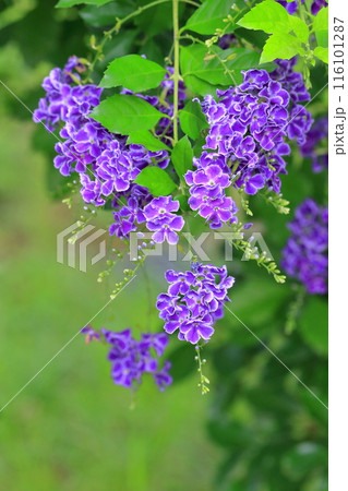 紫色のデュランタ(or ハリマツリ)の花 紫色のデュランタ(or ハリマツリ)の花 116101287