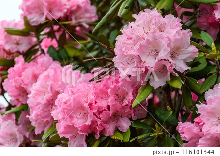 山で見かけた野生のピンクの花 116101344