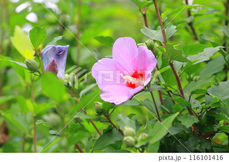 中心が赤いピンク色の木槿(ムクゲ)の花 中心が赤いピンク色の木槿(ムクゲ)の花 116101416