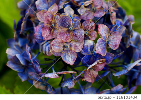 終の紫陽花 116101434