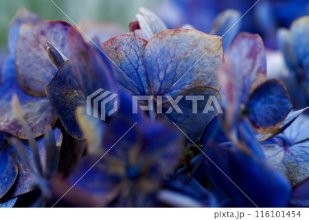 終の紫陽花 終の紫陽花 116101454
