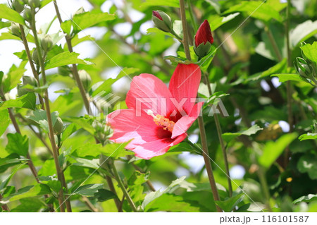 紅色の木槿(ムクゲ)の花 紅色の木槿(ムクゲ)の花 116101587