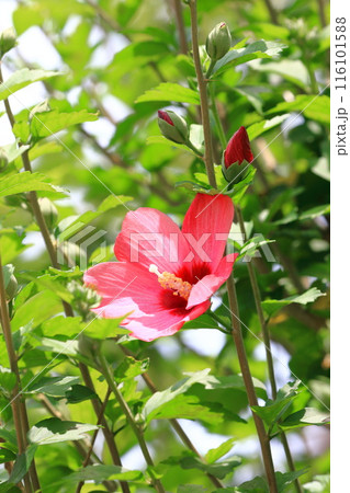 紅色の木槿（ムクゲ）の花 116101588