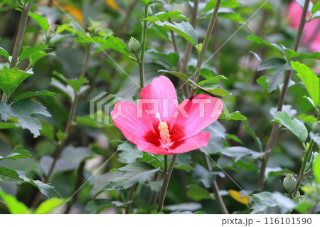 紅色の木槿(ムクゲ)の花 紅色の木槿(ムクゲ)の花 116101590