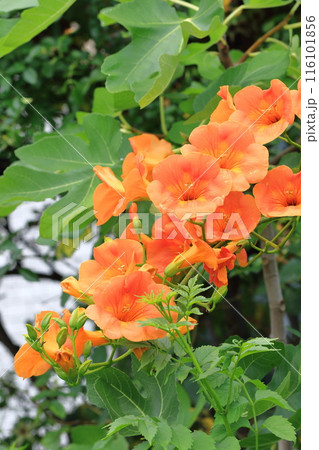 オレンジ色のノウゼンカズラの花 オレンジ色のノウゼンカズラの花 116101856