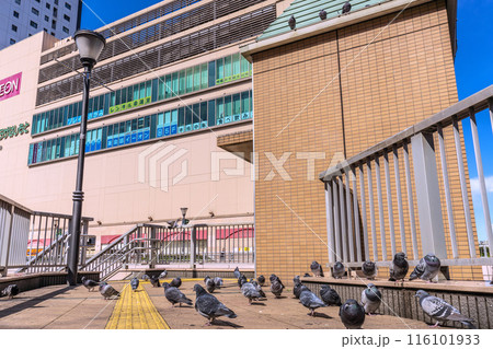 日本の相模原都市景観 橋本駅前に集まるハトなどを望む=21日 日本の相模原都市景観 橋本駅前に集まるハトなどを望む=21日 116101933