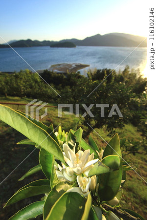 島中に甘い香りを漂わせる ミカンの花 島中に甘い香りを漂わせる ミカンの花 116102146